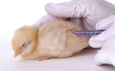 Poultry Vaccines